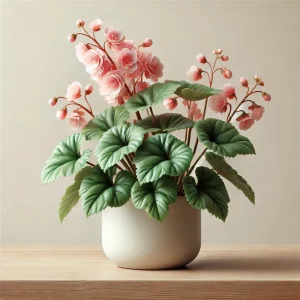 Begonia de Encanto